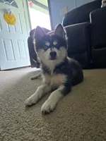 Nala, a female Alaskan Klee Kai and Pomsky for sale in Woodville, AL – 2 of 7