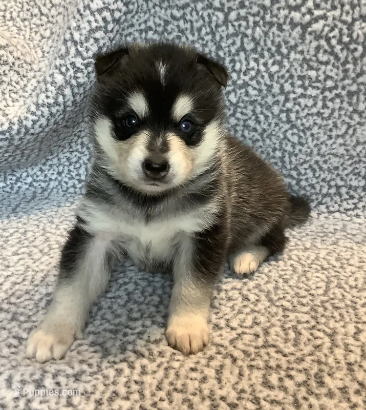 Aspen – Alaskan Klee Kai, Pomsky puppy for sale in Woodville, AL