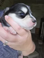 Willow, a female Alaskan Klee Kai and Pomsky for sale in Woodville, AL – 2 of 7
