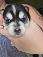 Nala, a female Alaskan Klee Kai and Pomsky for sale in Woodville, AL – 2 of 4