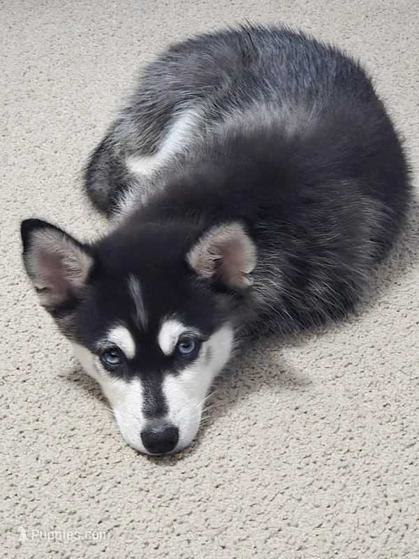 Willow – Alaskan Klee Kai, Pomsky puppy for sale in Woodville, AL