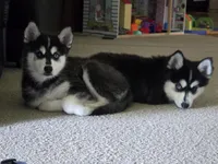 Willow, a female Alaskan Klee Kai and Pomsky for sale in Woodville, AL – 2 of 7