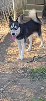 Molly, a female Alaskan Klee Kai for sale in Woodville, AL – 2 of 6