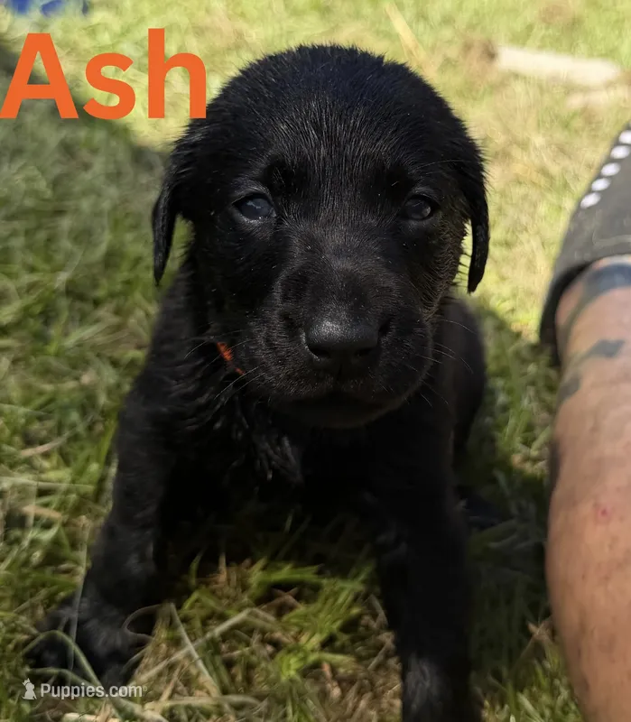Ash – Labrador Retriever puppy for sale in Carriere, MS
