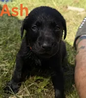 Ash, a male Labrador Retriever for sale in Carriere, MS – 1 of 1