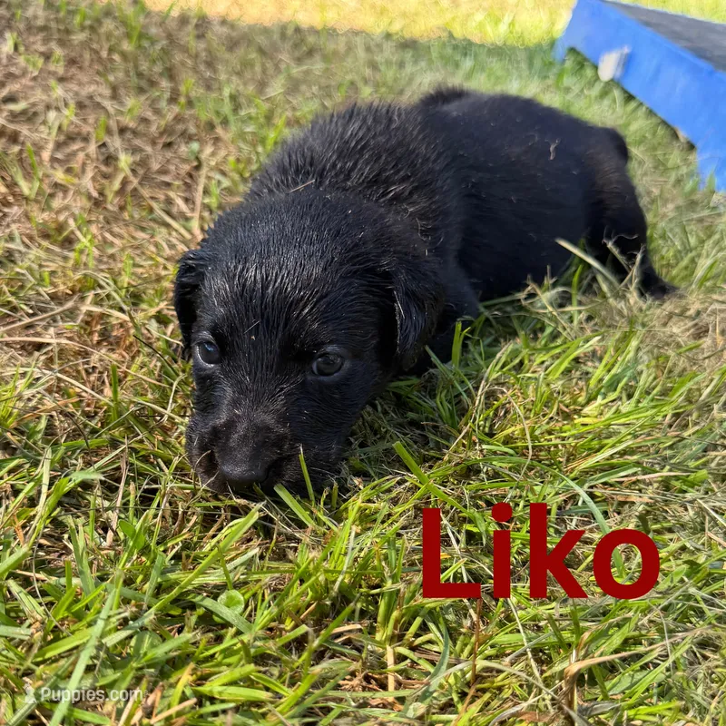 Liko – Labrador Retriever puppy for sale in Carriere, MS