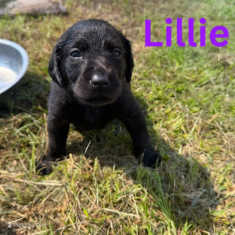 Lillie – Labrador Retriever puppy for sale in Carriere, MS