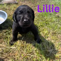 Lillie, a female Labrador Retriever for sale in Carriere, MS – 1 of 1
