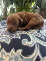 Sam, a male Goldendoodle for sale in McDonough, GA – Photo 3 of 5