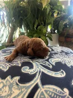 Sam, a male Goldendoodle for sale in McDonough, GA – Photo 2 of 5