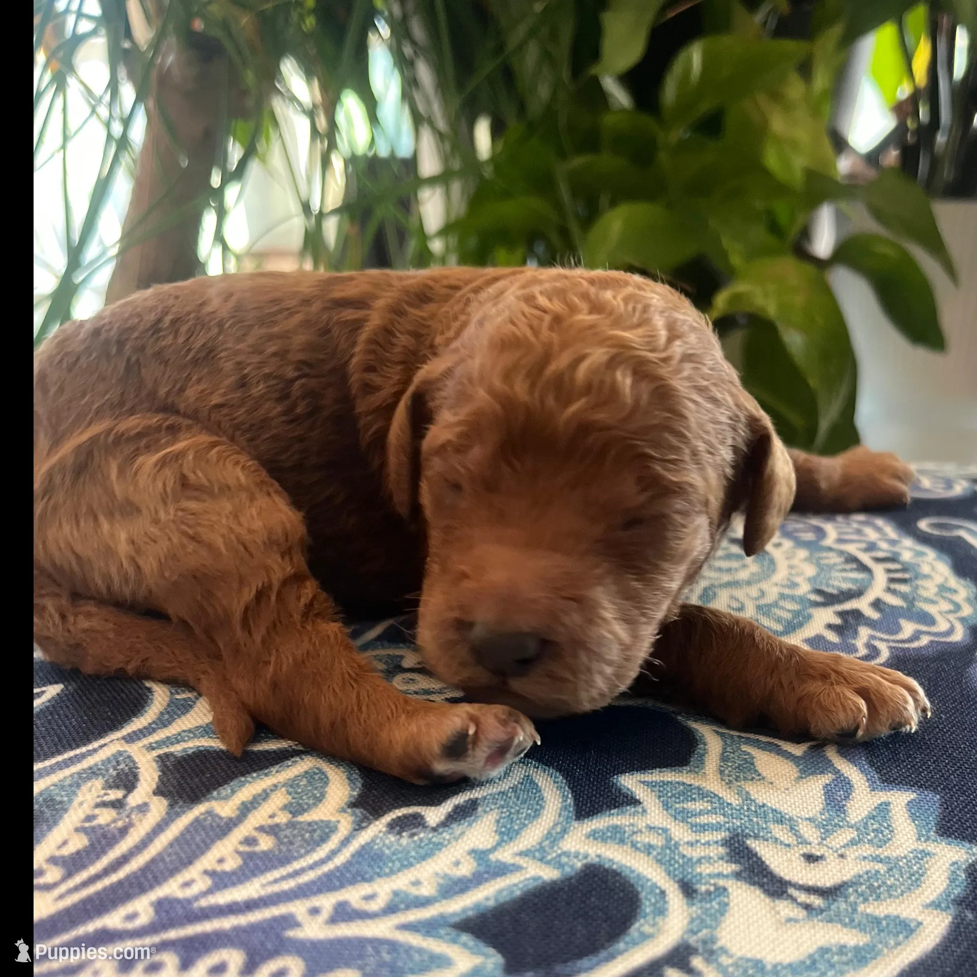 Sam, a male Goldendoodle for sale in McDonough, GA – Photo 1 of 5