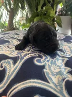 Chance , a male Goldendoodle for sale in McDonough, GA – Photo 2 of 5