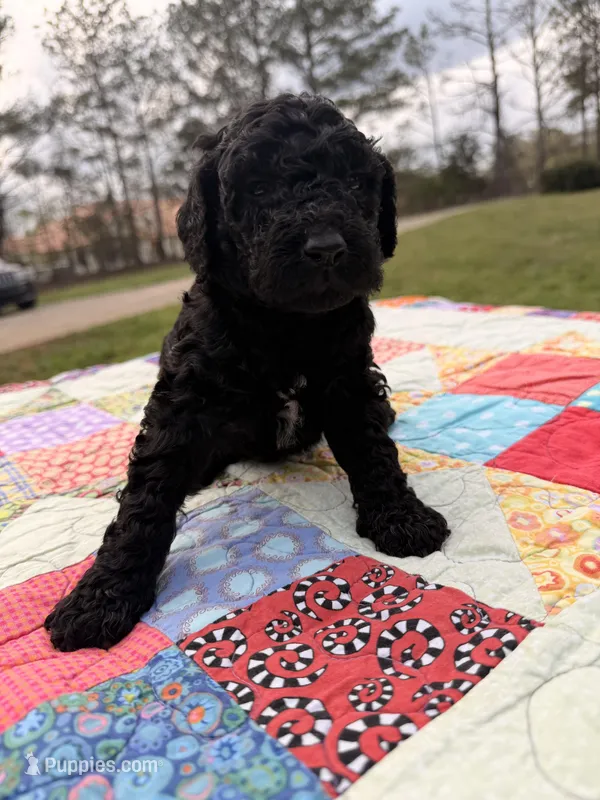 Chance  – Goldendoodle puppy for sale in McDonough, GA