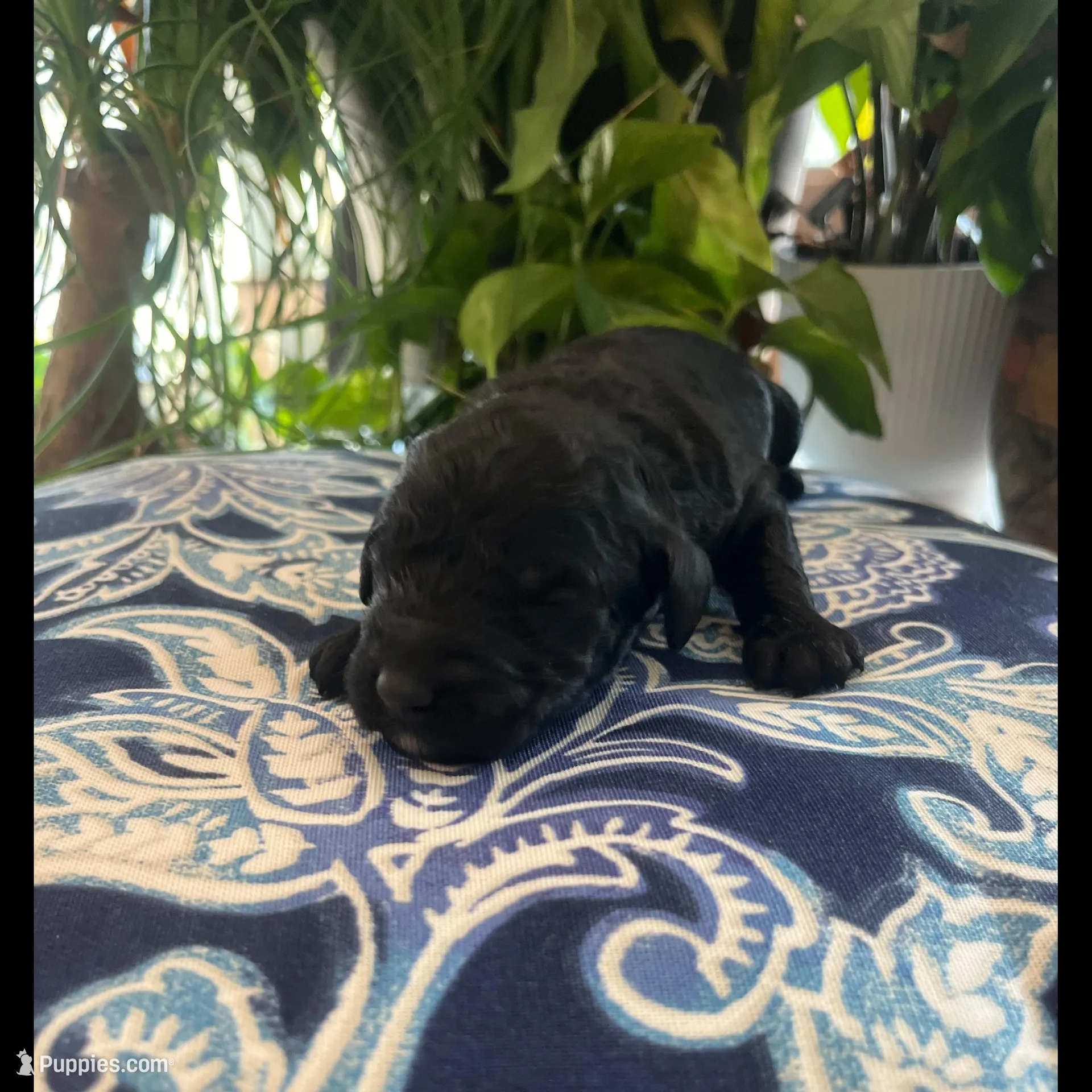 Chance , a male Goldendoodle for sale in McDonough, GA – Photo 1 of 5