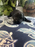 Chance , a male Goldendoodle for sale in McDonough, GA – Photo 3 of 5