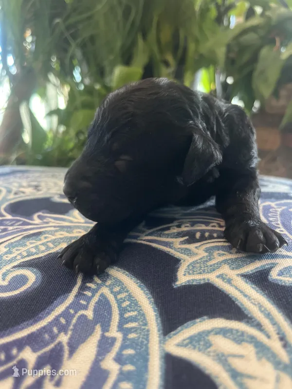 Grace , a female Goldendoodle for sale in McDonough, GA – Photo 1 of 3