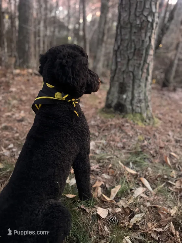 Grace  – Goldendoodle puppy for sale in McDonough, GA