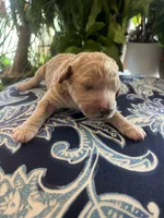 Bambi, a female Goldendoodle for sale in McDonough, GA – Photo 2 of 5