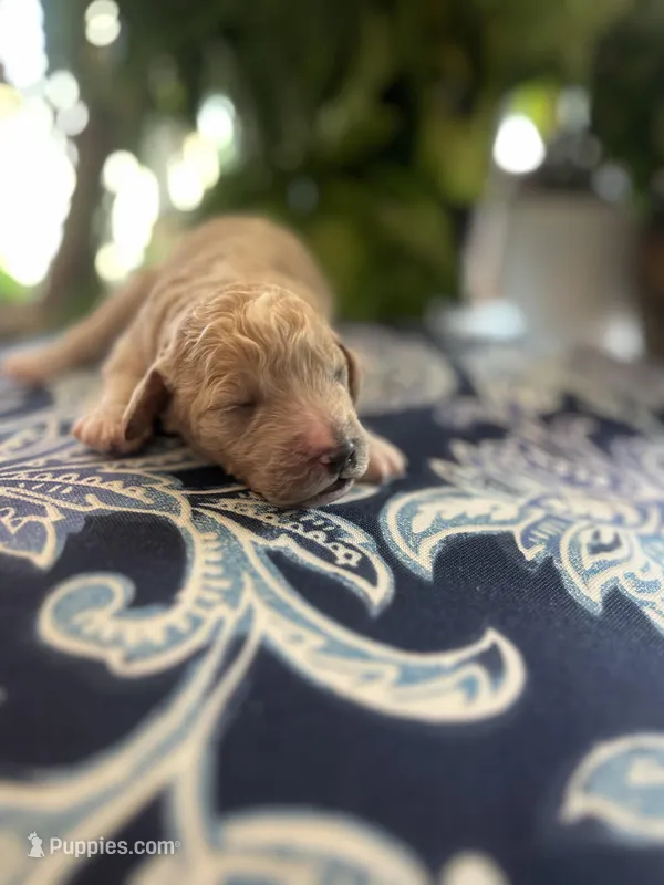 Bambi, a female Goldendoodle for sale in McDonough, GA – Photo 1 of 5