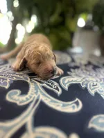 Bambi, a female Goldendoodle for sale in McDonough, GA – Photo 1 of 5