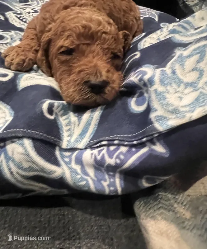 Sam, a male Goldendoodle for sale in McDonough, GA – Photo 1 of 5