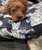 Sam, a male Goldendoodle for sale in McDonough, GA – Photo 1 of 5