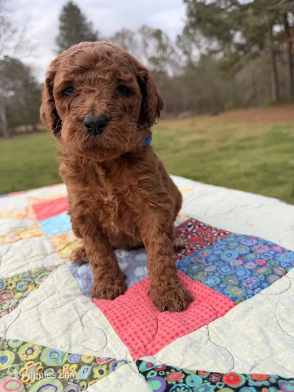 Sam – Goldendoodle puppy for sale in McDonough, GA