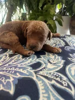 Sam, a male Goldendoodle for sale in McDonough, GA – Photo 3 of 5