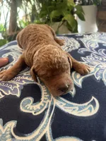 Sam, a male Goldendoodle for sale in McDonough, GA – Photo 5 of 5