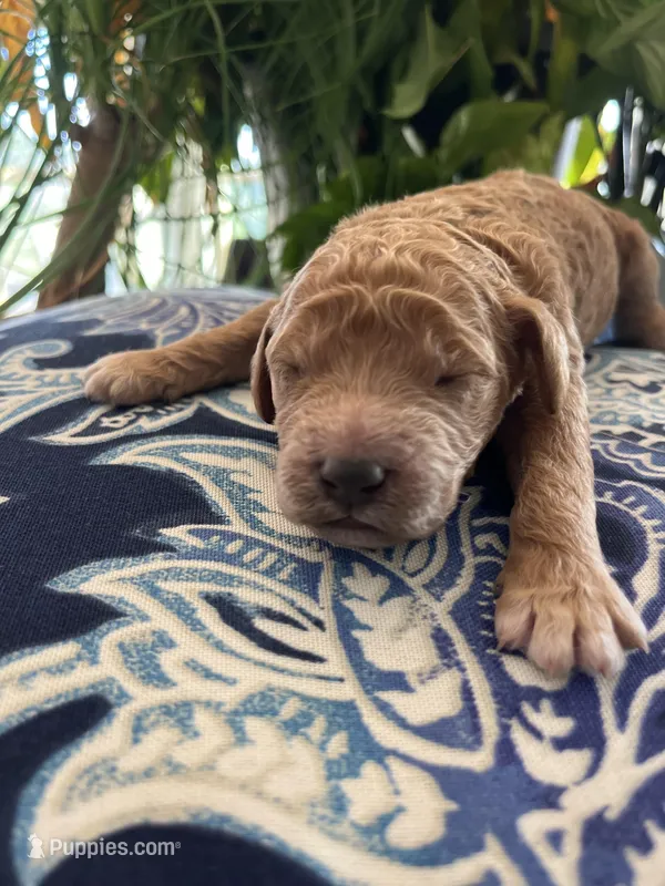 Sunny, a male Goldendoodle for sale in McDonough, GA – Photo 1 of 3