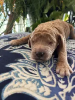 Sunny, a male Goldendoodle for sale in McDonough, GA – Photo 1 of 3