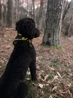 Sunny, a male Goldendoodle for sale in McDonough, GA – Photo 2 of 3