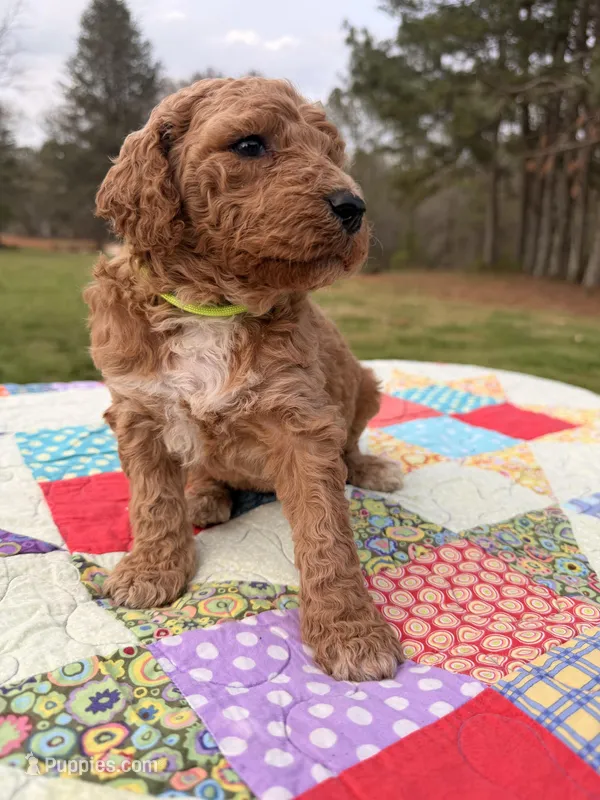 Sunny – Goldendoodle puppy for sale in McDonough, GA