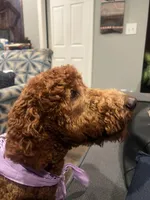 Sunny, a male Goldendoodle for sale in McDonough, GA – Photo 3 of 3