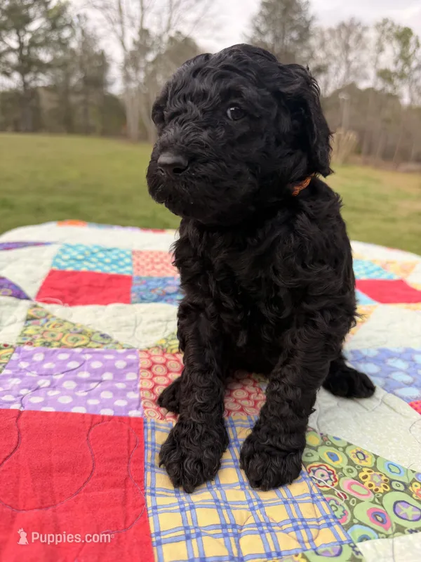 Pepa – Goldendoodle puppy for sale in McDonough, GA