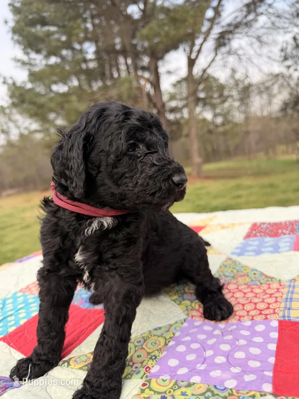 Maddie – Goldendoodle puppy for sale in McDonough, GA
