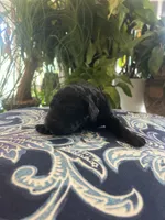 Maddie, a female Goldendoodle for sale in McDonough, GA – Photo 2 of 5