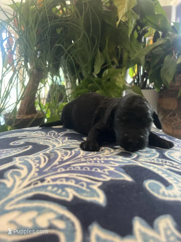 Maddie, a female Goldendoodle for sale in McDonough, GA – Photo 1 of 5