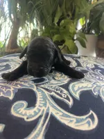 Maddie, a female Goldendoodle for sale in McDonough, GA – Photo 3 of 5