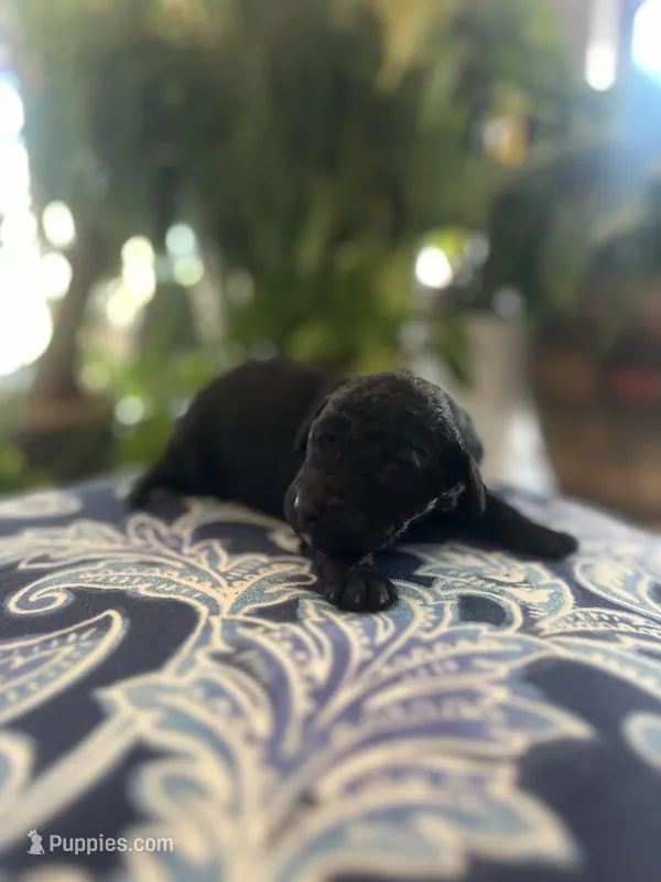 Pepa, a female Goldendoodle for sale in McDonough, GA – Photo 1 of 4