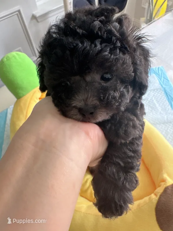 Sweety – Poodle - Toy  puppy for sale in Suwanee, GA