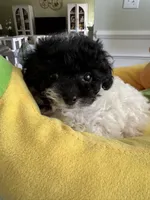 Jelly, a female Poodle - Toy  for sale in Suwanee, GA – 1 of 4