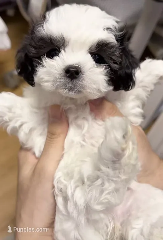 Luna – Maltipoo puppy for sale in Suwanee, GA