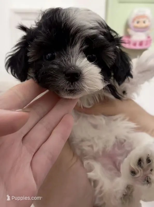 Lola – Maltipoo puppy for sale in Suwanee, GA