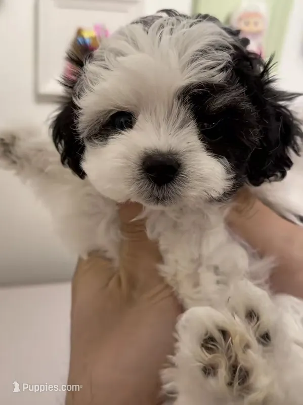 Mochi – Maltipoo puppy for sale in Suwanee, GA