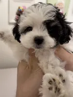 Mochi, a female Maltipoo for sale in Suwanee, GA – 1 of 5