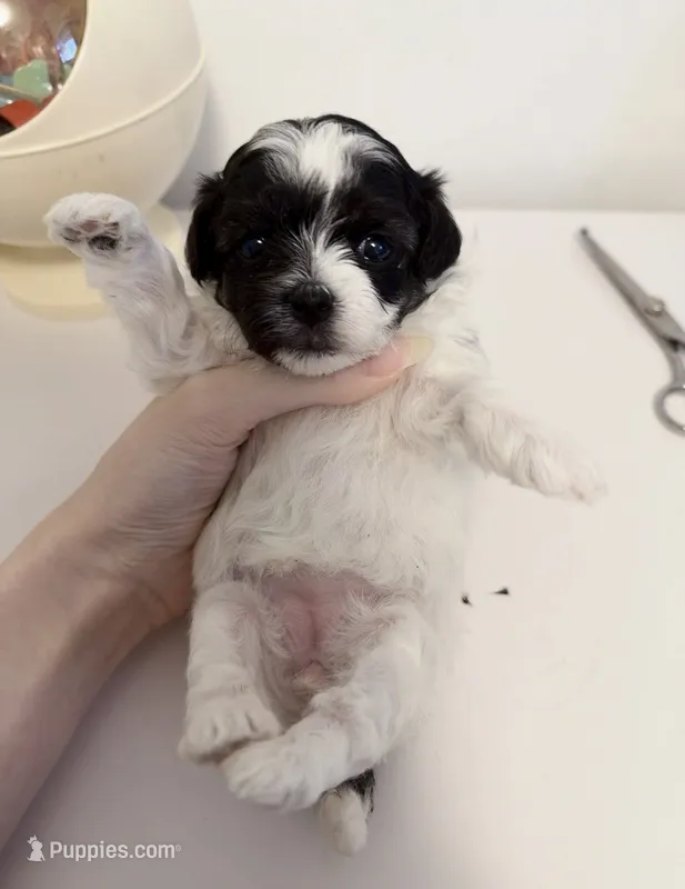 Lola – Maltipoo puppy for sale in Suwanee, GA