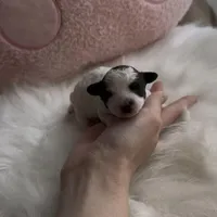 Mickey, a male Poodle - Toy  for sale in Suwanee, GA – Photo 1 of 4