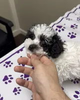 Mickey, a male Poodle - Toy  for sale in Suwanee, GA – Photo 3 of 9