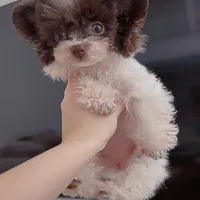 Mickey, a male Poodle - Toy  for sale in Suwanee, GA – Photo 3 of 4